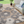 Load image into Gallery viewer, Modern Floral Burst
