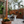Load image into Gallery viewer, Exclusive combo for a stunning garden