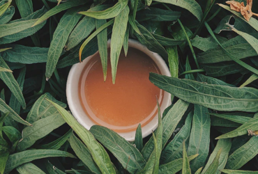 10 proven benefit of green tea