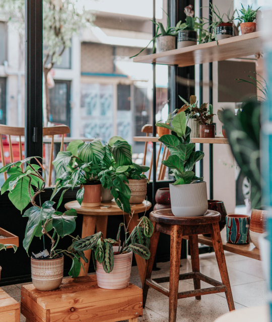 Plants